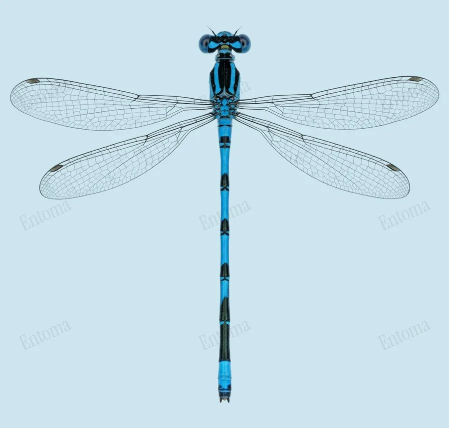 Pseudagrion siamense, Pseudagrion siamense, levha
