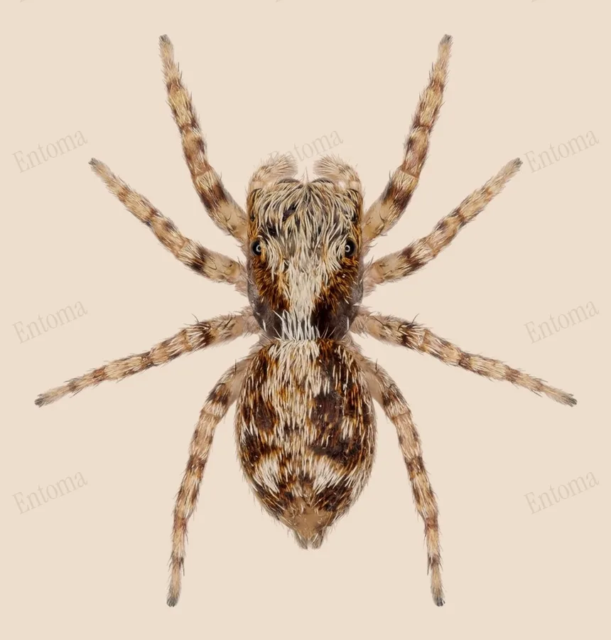 Pseudeuophrys lanigera（Pseudeuophrys lanigera）の図版