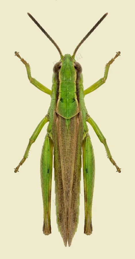 Meadow grasshopper, Pseudochorthippus parallelus, plate