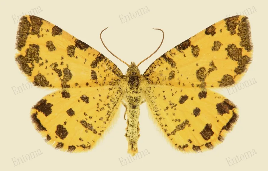 Speckled yellow, Pseudopanthera macularia, plate