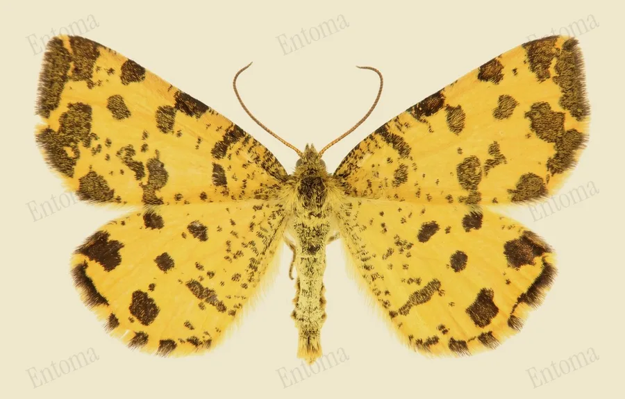 Boterbloempje, Pseudopanthera macularia, plaat