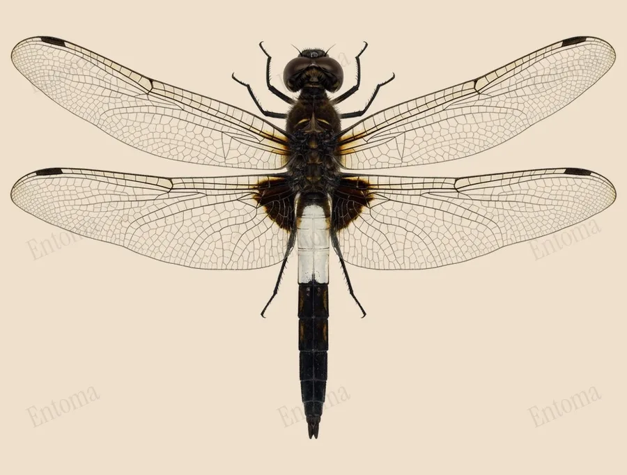 Pseudothemis zonata, Pseudothemis zonata, plaat