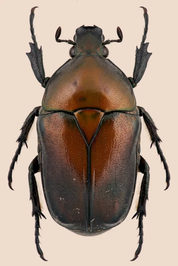 Pseudotorynorrhina japonica(Pseudotorynorrhina japonica) 도판