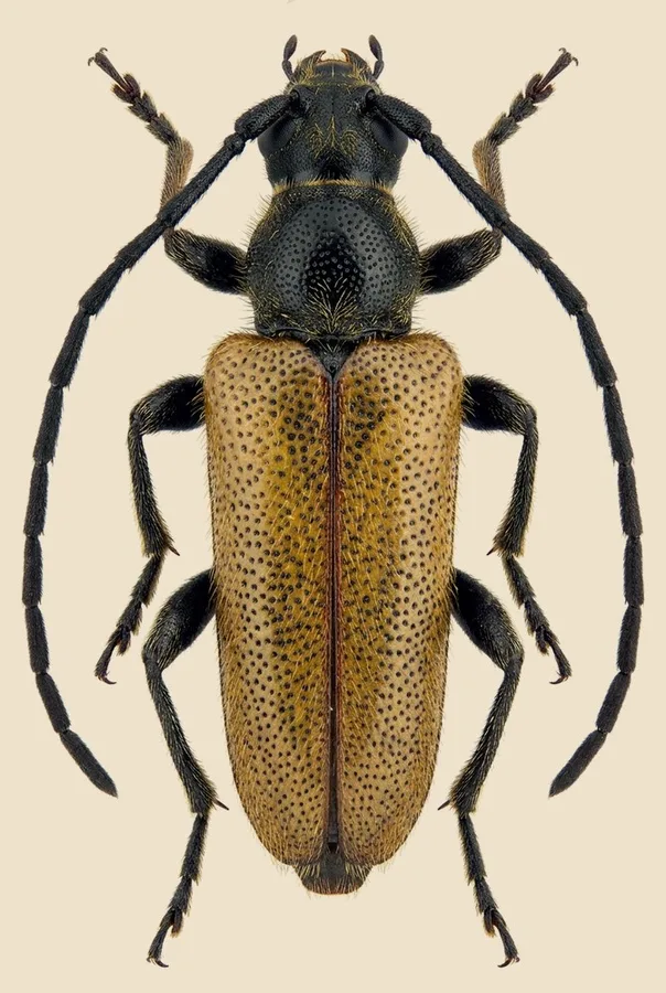 Fairy-ring longhorn beetle, Pseudovadonia livida, plate