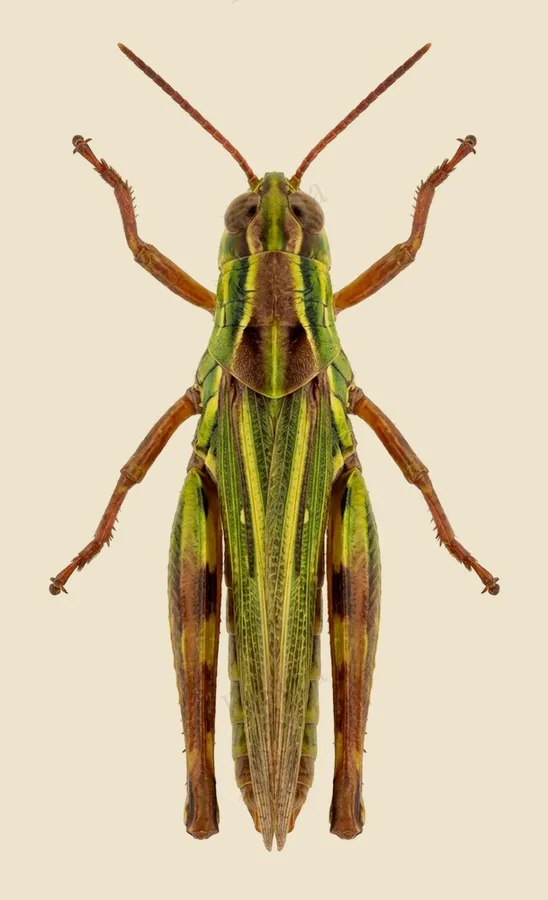 Pseudoxya diminuta, Pseudoxya diminuta, plaat