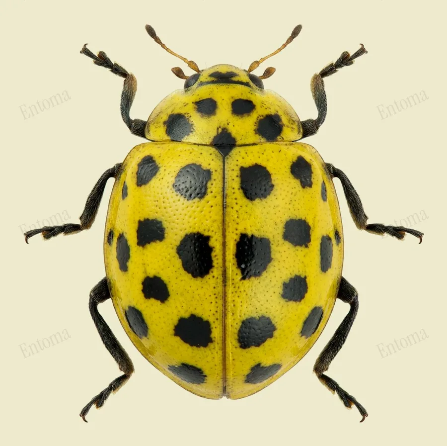 22-spot ladybird, Psyllobora vigintiduopunctata, plate