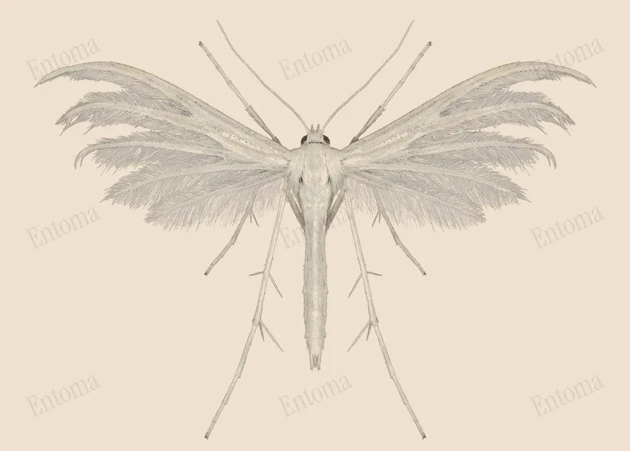 White plume moth, Pterophorus pentadactyla, plate