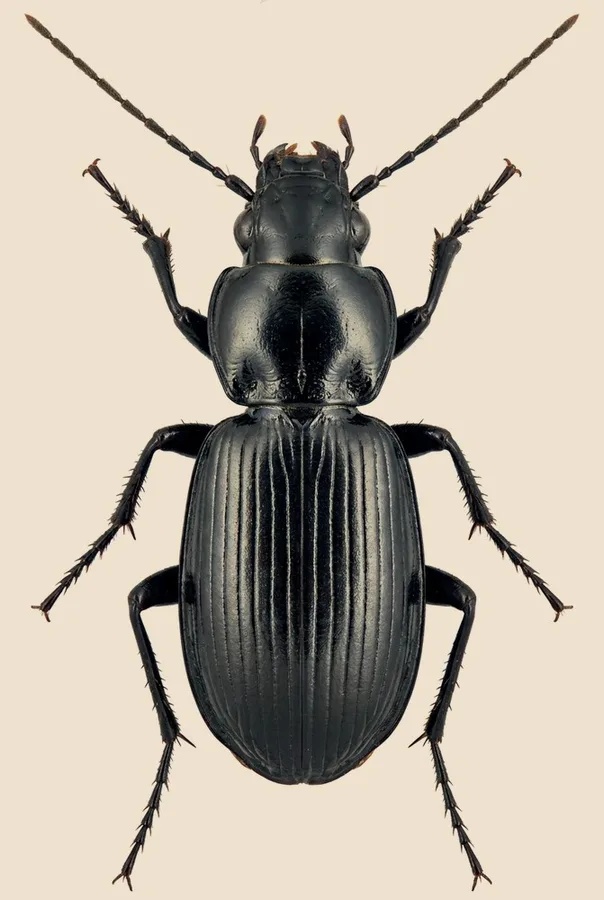 Black clock, Pterostichus madidus, plate