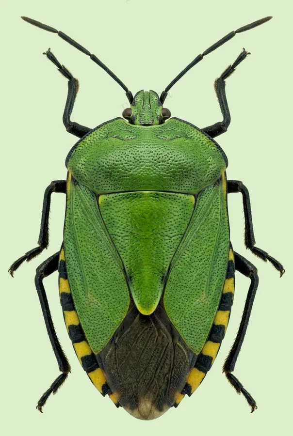 Pycanum rubens, Pycanum rubens, plaat