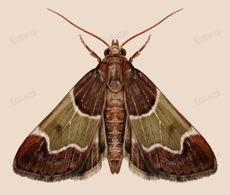 Meal moth, Pyralis farinalis, plate