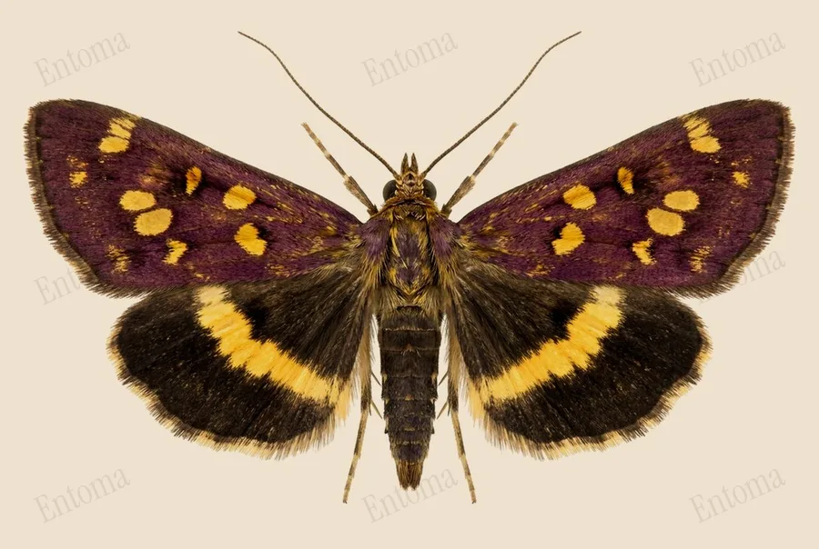 Mint moth, Pyrausta aurata, plate