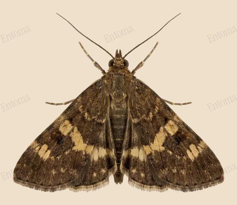 Straw-barred pearl, Pyrausta despicata, plate