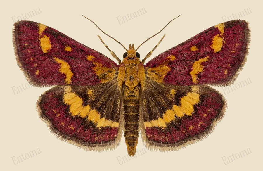 Common crimson-and-gold moth, Pyrausta purpuralis, plate