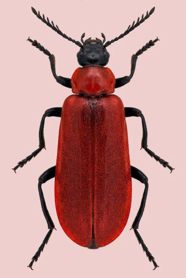Cardinal beetle, Pyrochroa coccinea, plate