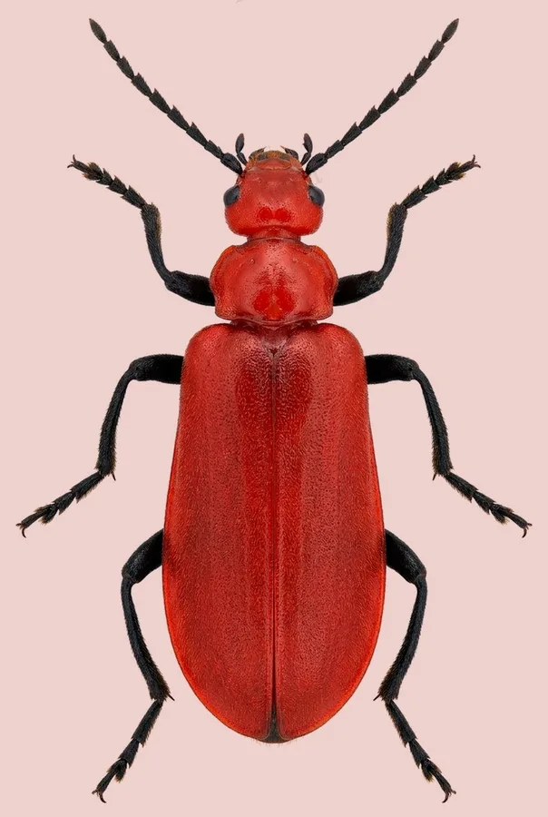 Common cardinal beetle, Pyrochroa serraticornis, plate