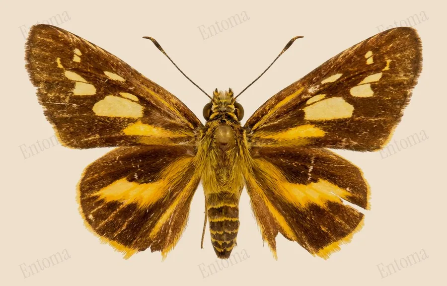 Pyroneura latoia, Pyroneura latoia, Tafel