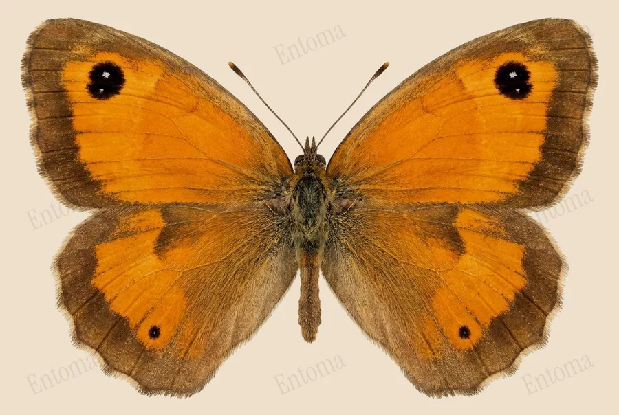 Gatekeeper, Pyronia tithonus, plate