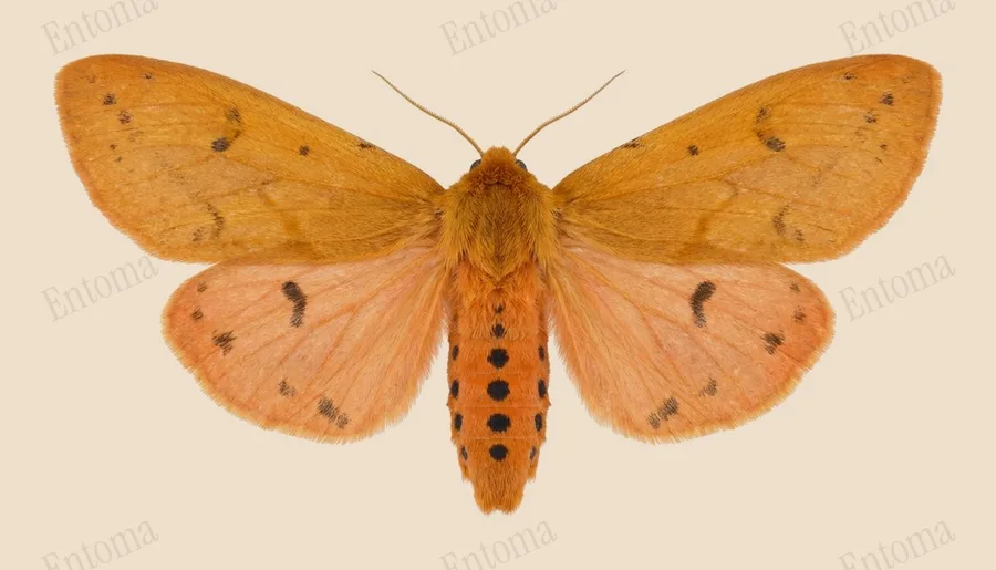 Isabella tiger moth, Pyrrharctia isabella, plate