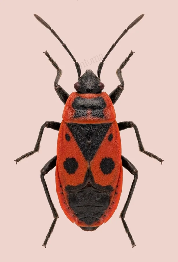 Pyrrhocoris apterus（Pyrrhocoris apterus）の図版