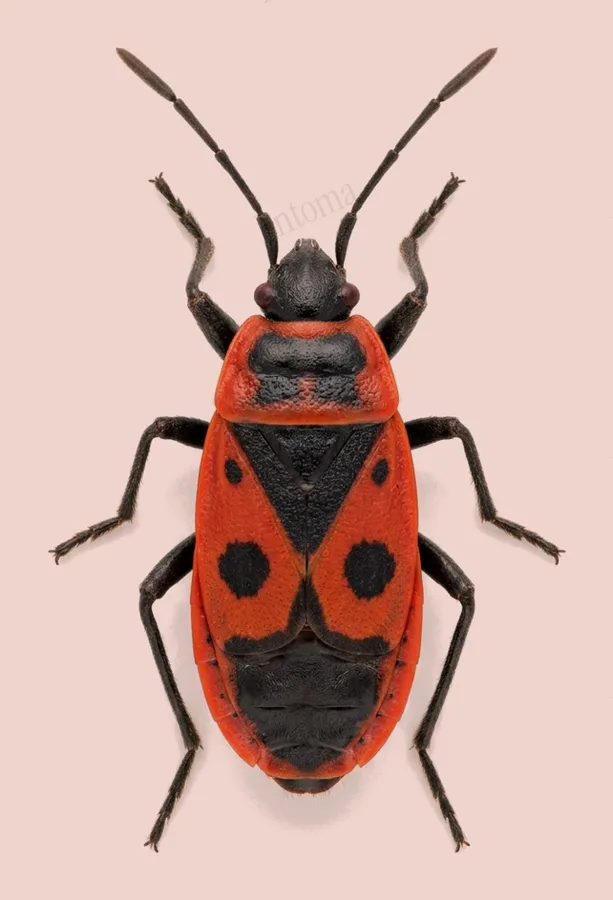 Firebug, Pyrrhocoris apterus, plate