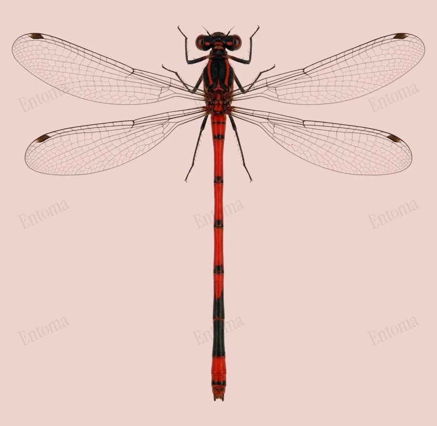 Large red damselfly, Pyrrhosoma nymphula, plate