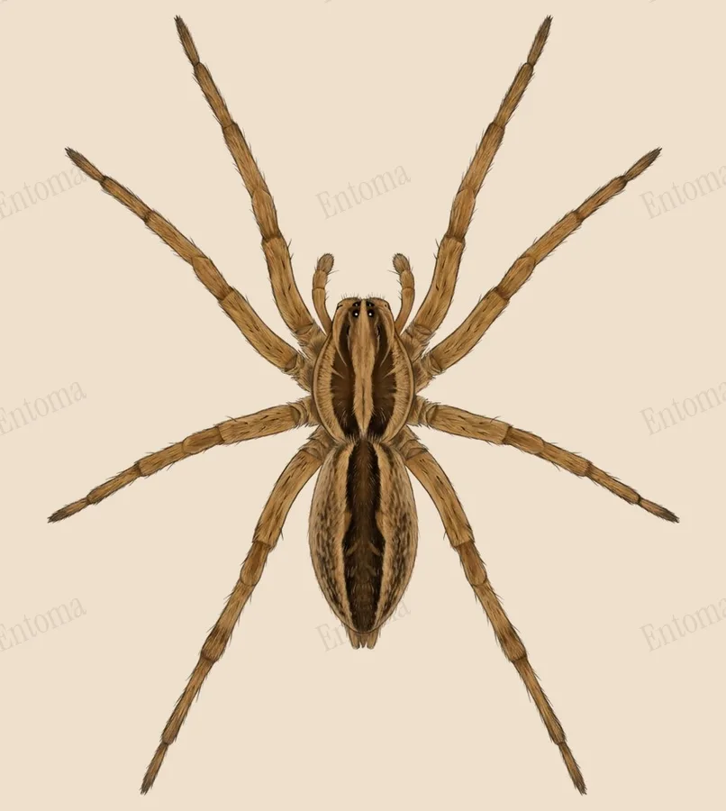 Rabidosa rabida, Rabidosa rabida, plaat