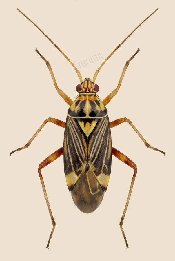 Striped oak bug, Rhabdomiris striatellus, plate