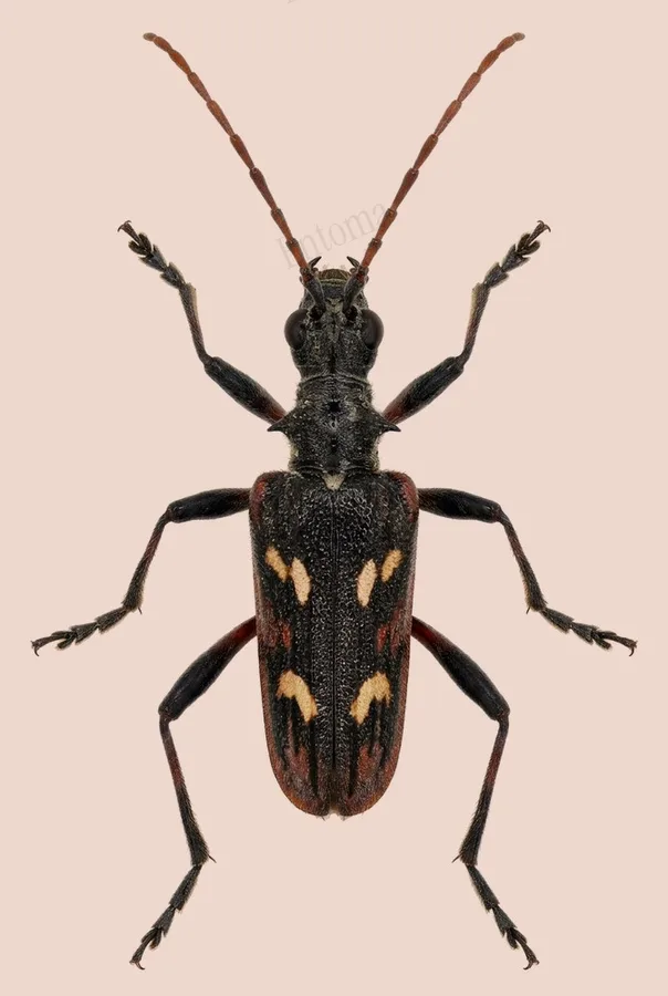 Two-banded longhorn beetle, Rhagium bifasciatum, plate