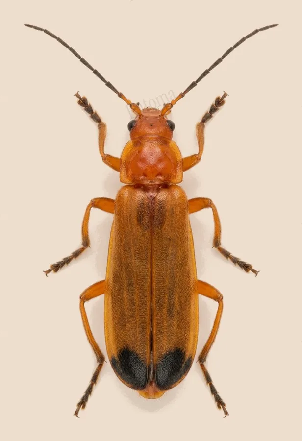 Common red soldier beetle, Rhagonycha fulva, plate