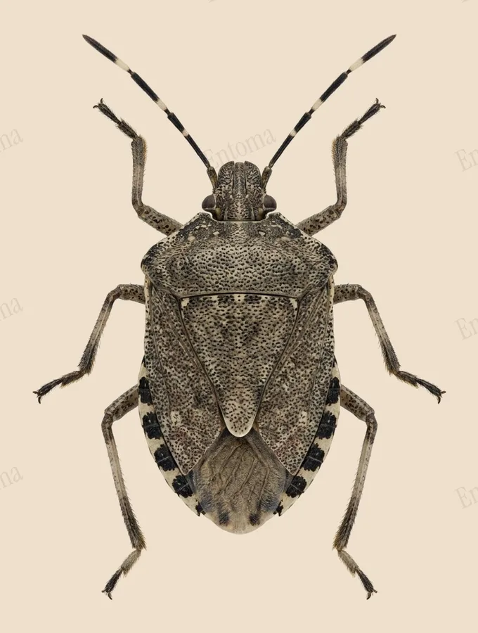 Mottled stink bug, Rhaphigaster nebulosa, plate