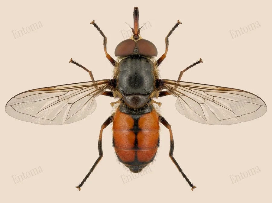 Heineken fly, Rhingia campestris, plate