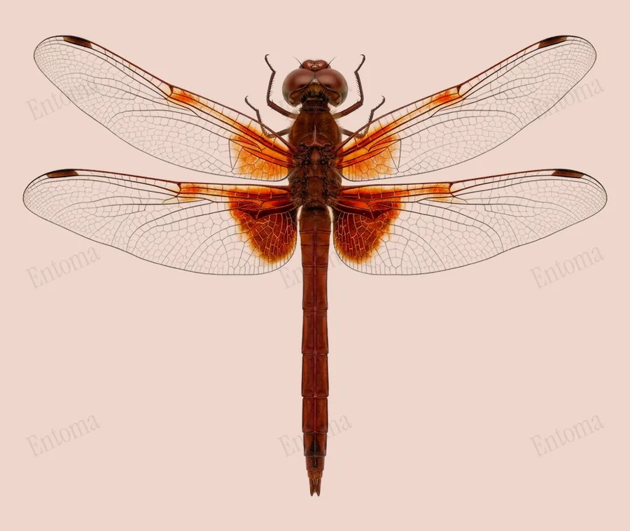 Rhodothemis rufa, Rhodothemis rufa, plaat
