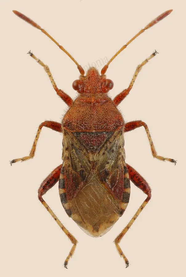 Hypericum rhopalid, Rhopalus subrufus, plate