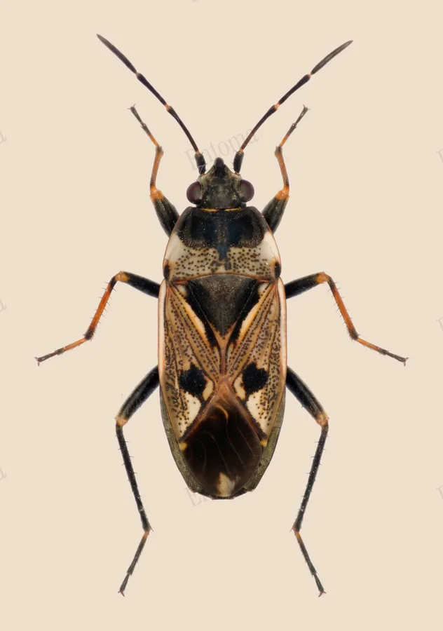 Gewone rookwants, Rhyparochromus vulgaris, plaat