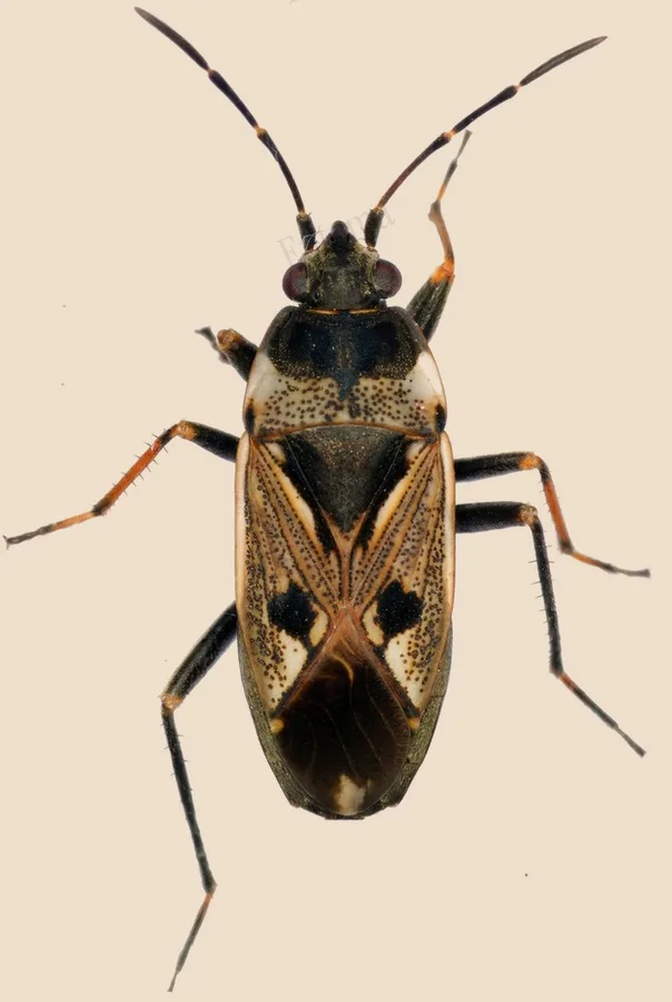 Bright-spotted groundbug, Rhyparochromus vulgaris, plate