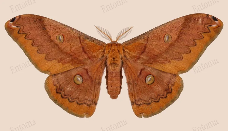 Rinaca japonica, Rinaca japonica, planche