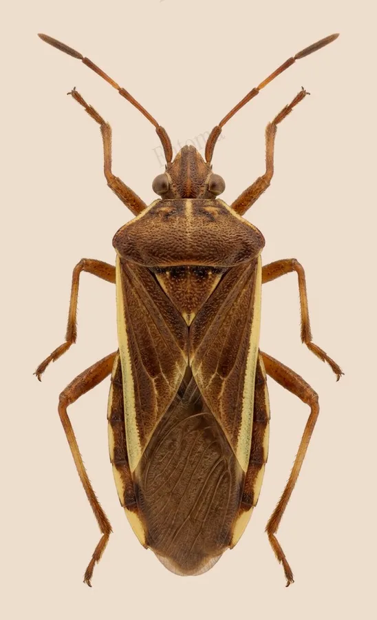 Riptortus pedestris, Riptortus pedestris, levha