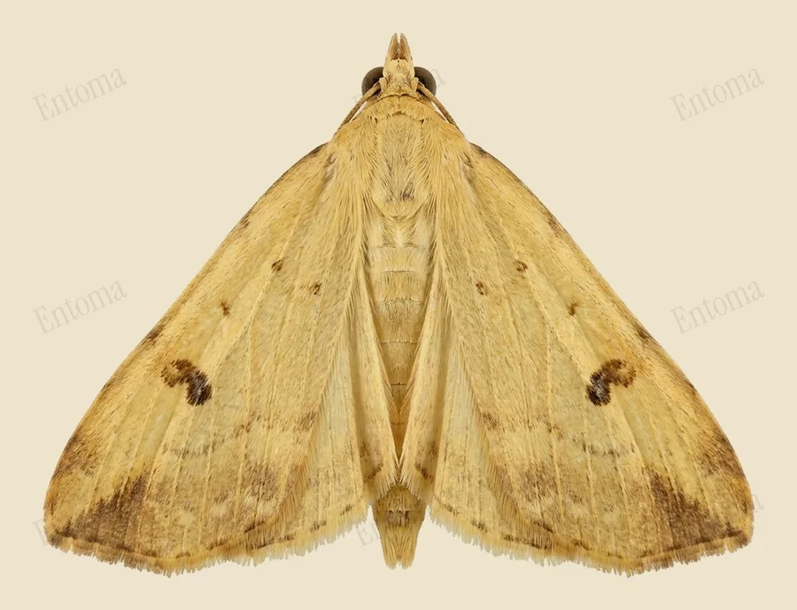 Straw dot, Rivula sericealis, plate