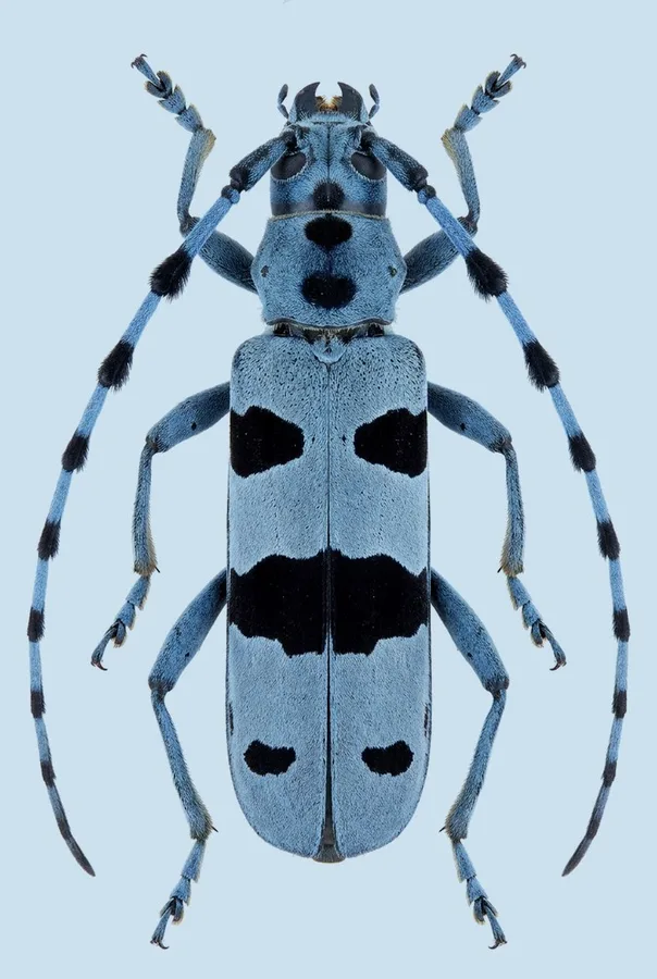 Rosalia longicorn, Rosalia alpina, plate