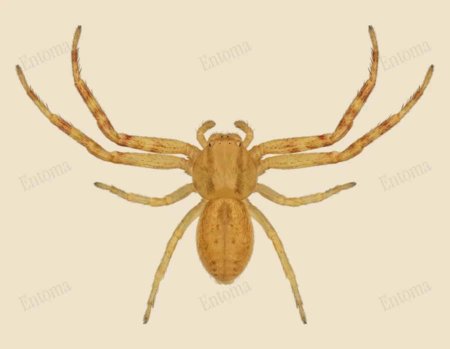 Runcinia grammica, Runcinia grammica, tavola