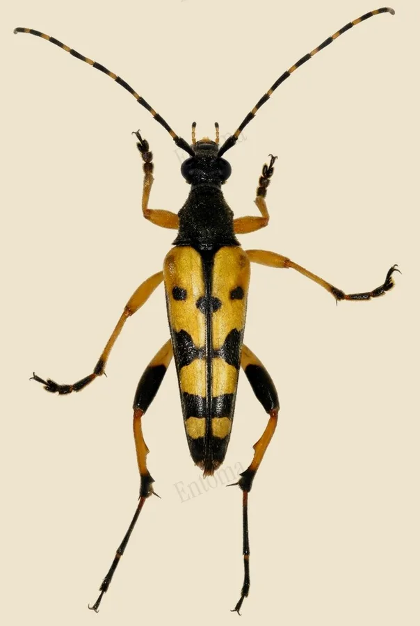 Spotted longhorn beetle, Rutpela maculata, plate