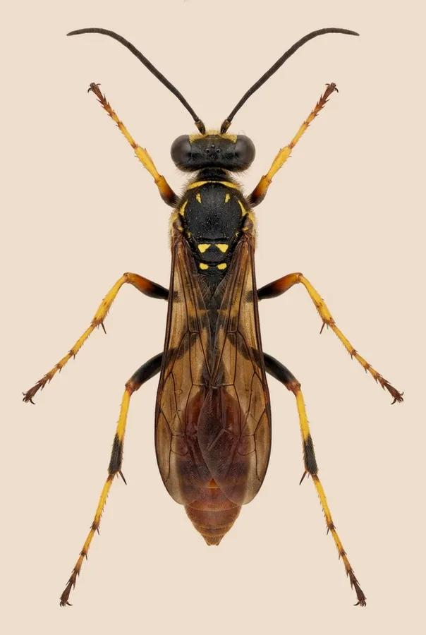 Asian mud-dauber wasp, Sceliphron curvatum, plate
