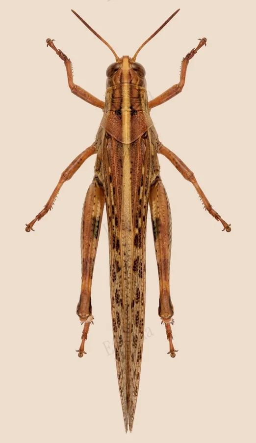 Schistocerca americana, Schistocerca americana, levha