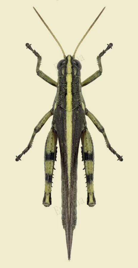 Schistocerca obscura, Schistocerca obscura, planche