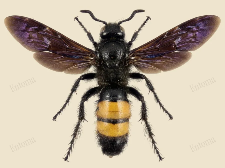 Hairy scoliid wasp, Scolia hirta, plate