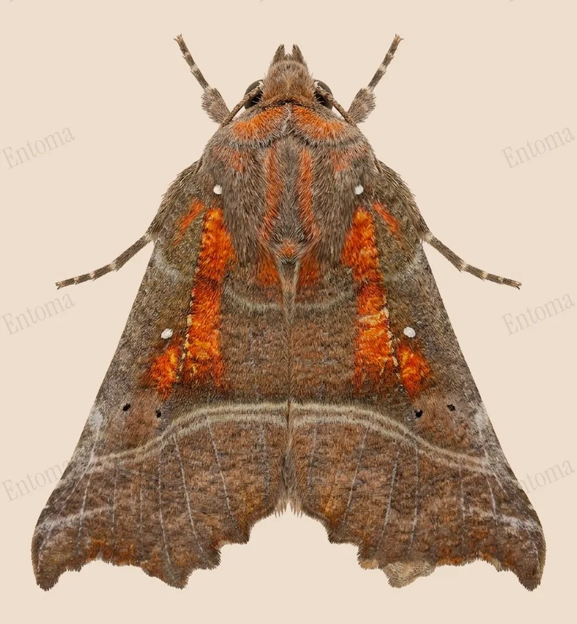 Herald, Scoliopteryx libatrix, plate