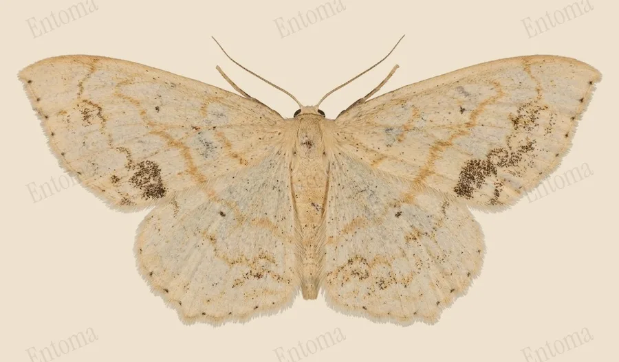 Large lace-border, Scopula limboundata, plate
