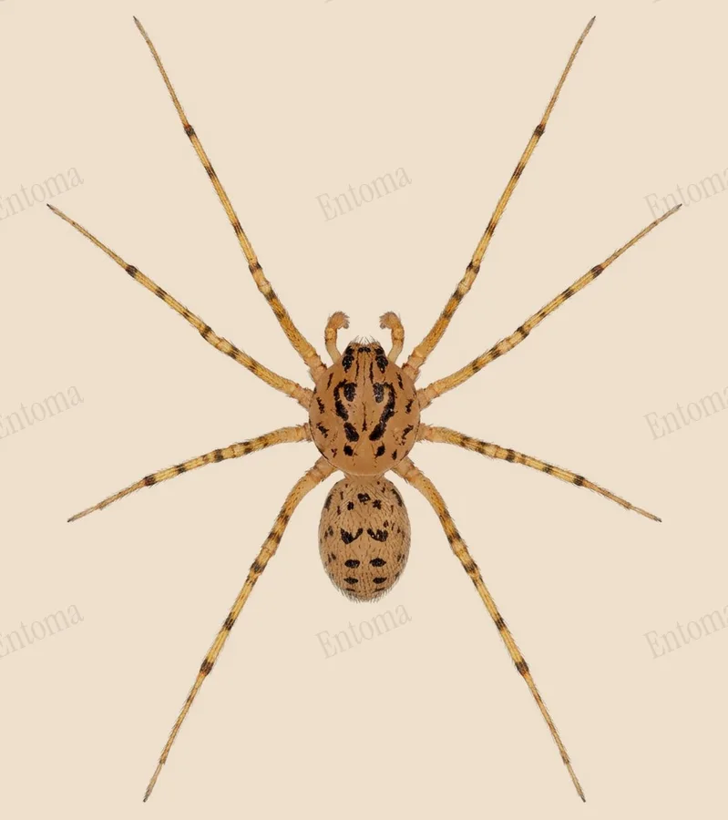 Getijgerde lijmspuiter, Scytodes thoracica, plaat