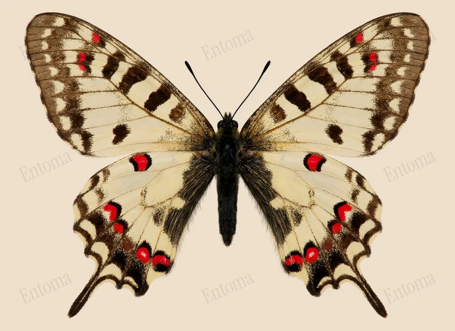 Sericinus montela, Sericinus montela, tavola