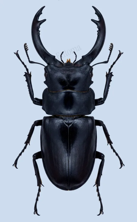 Serrognathus titanus, Serrognathus titanus, lámina